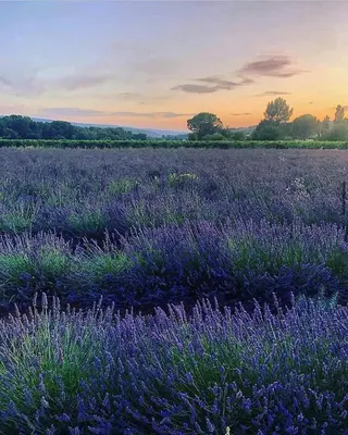 a field of purple lavender with a sunset in the background at Gîte 