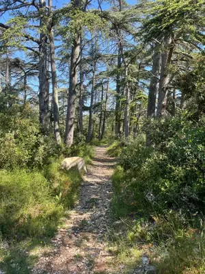 a dirt trail through a forest with trees at VILLA PROVENCALE FACE AU LUBERON in Cabrières-dʼAvignon