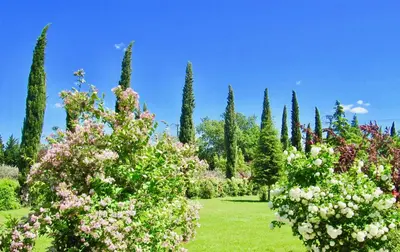a row of trees and flowers in a garden at le vieux pont in Carpentras