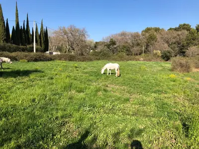 two white horses grazing in a field of grass at Chambre hôtes Les Garrigues CUCURON in Cucuron