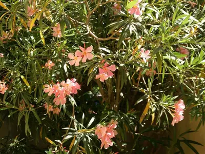 a tree with pink flowers on it at Le Cezanne in Aix-en-Provence