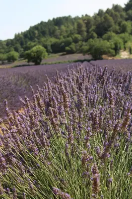 a field of purple flowers in front of a lavender field at les lauriers de Joelle in Peyrolles-en-Provence