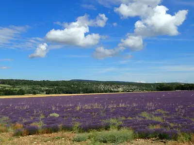 a large field of purple flowers in a field at Gîte de l'ASPA in Saint-Christol