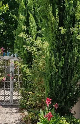 a cat sitting on a chair next to a door at LE PETIT JARDIN ... in LʼIsle-sur-la-Sorgue