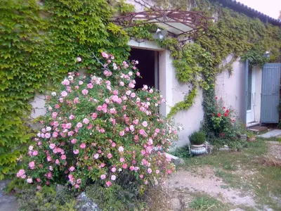 a bush of pink roses in front of a building at Le Domaine de Belle in LʼIsle-sur-la-Sorgue