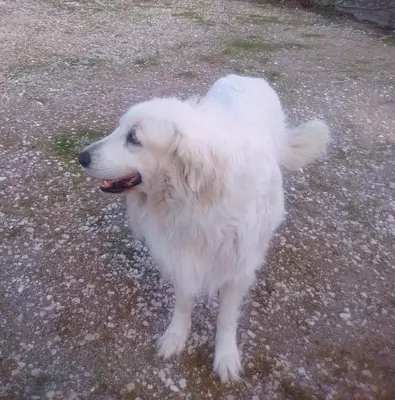a white dog standing on the ground at Le Domaine de Belle in LʼIsle-sur-la-Sorgue