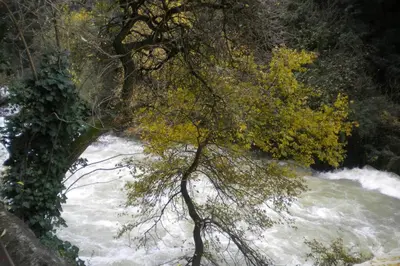 a tree in front of a river with rapids at Appartement à FONTAINE DE VAUCLUSE in Fontaine-de-Vaucluse