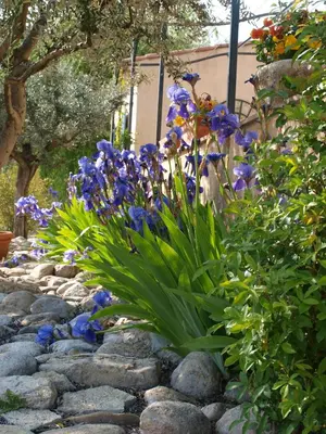 a garden with blue flowers on a rocky path at jardin d'antan in Ansouis