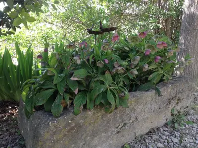 a planter filled with pink flowers on a rock at jardin d'antan in Ansouis