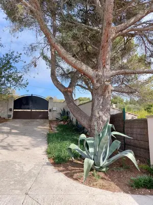 a plant next to a tree next to a sidewalk at La Micocoule in La Barben