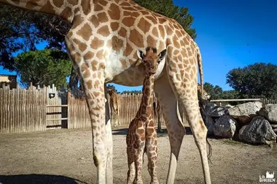 a baby giraffe standing next to an adult giraffe at La Micocoule in La Barben