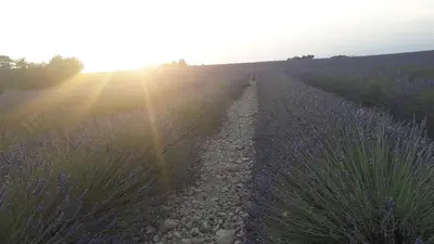 a field of lavender with the sun setting at Le Mas Du Colombier in Cadenet