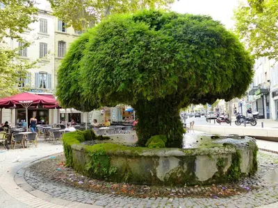 a statue of a tree in the middle of a street at *FONTAINE MOUSSUE*HYPER CENTRE*T2 STANDING* in Salon-de-Provence