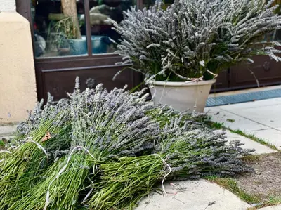 a bunch of lavender plants in front of a store at Mas de la Sacristière in Jonquerettes