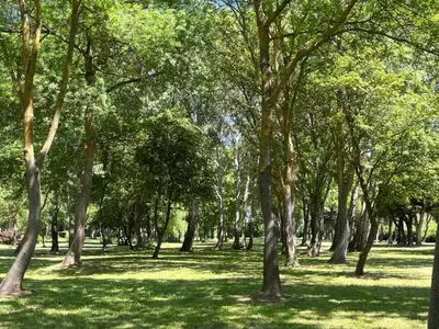 a park with green grass and trees in it at Domaine des Eucalyptus in Mollégès