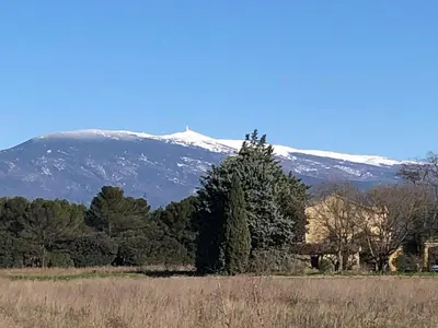 a tree in a field with a mountain in the background at Villa avec vue campagne in Carpentras