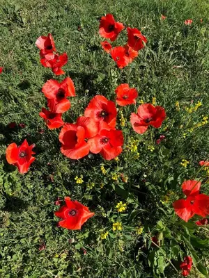 a group of red flowers in the grass at Villa avec vue campagne in Carpentras