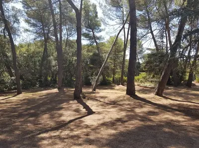 a group of trees in a wooded area at Maisonnette dans le Luberon - Bois Romay in La Bastide-des-Jourdans