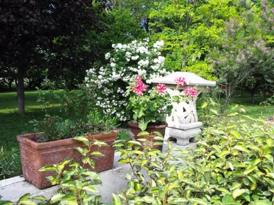 a garden with a bird bath and some flowers at Le Jardin d'Érables St Remy 7 HA Piscine/Clim in Paluds de Noves