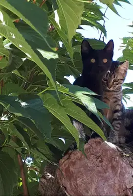 two cats are sitting on top of a tree at Bastide Cedrea in Peyrolles-en-Provence