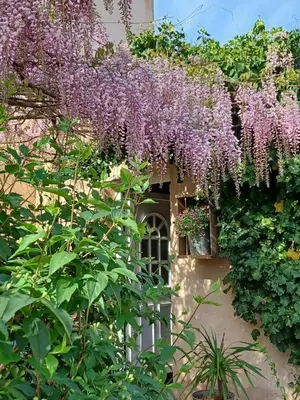 a wreath of purple flowers hanging off the side of a building at Bastide Cedrea in Peyrolles-en-Provence