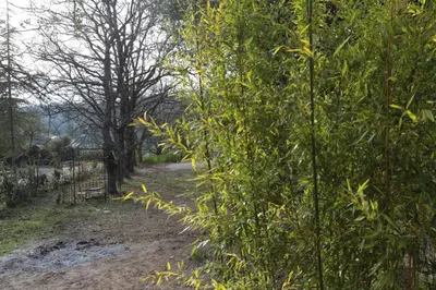 a path through a forest with trees in the background at LUBERON DES ARTISTES 2 in Apt