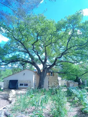 a large tree in front of a building at Sous un chêne bicentenaire in Lambesc