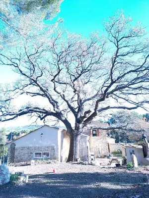 a large tree standing in front of a house at Sous un chêne bicentenaire in Lambesc