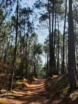 a dirt road in the middle of a forest at Gîte des Bartavelles in Saint-Didier
