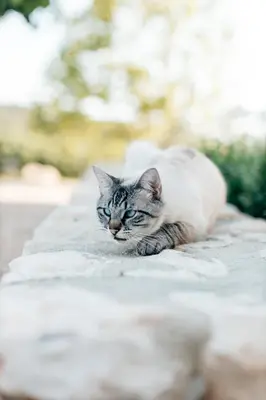 a gray and white cat laying on a table at Domaine Perréal Chambres d'hôtes in Gargas