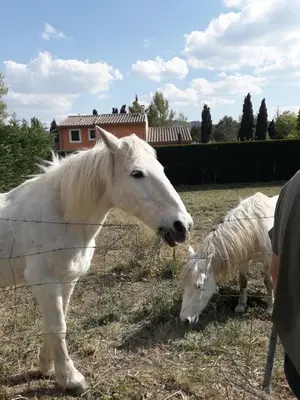 a white horse and a lamb grazing in a field at Le Mas Joséphine in Saint-Rémy-de-Provence
