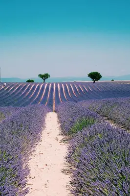 a field of purple lavender with a dirt road at Chalet banane devant piscine, a 6km du festival de piano de la roque d'anthéron in Rognes
