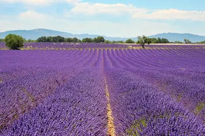 a purple lavender field with a field of purple flowers at Chalet banane devant piscine, a 6km du festival de piano de la roque d'anthéron in Rognes