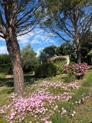 a field of pink flowers in a park at Mas de l'Estiou in Monteux