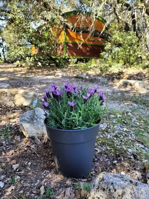 a pot of purple flowers sitting on the ground at La Roulotte des Oliviers in Saint-Pierre-de-Vassols