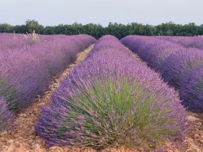 a lavender field with rows of purple plants at Maison jaune in Villemus