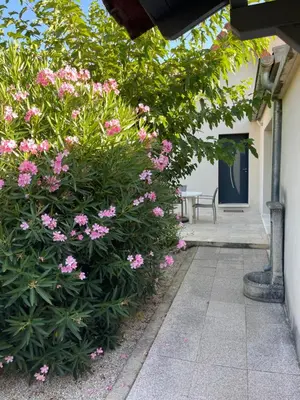 a flowering bush with pink flowers in front of a door at Petite maison près du centre in LʼIsle-sur-la-Sorgue