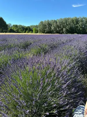 a field of lavender with a person in the foreground at Appartement neuf et au calme proche Avignon in Althen-des-Paluds