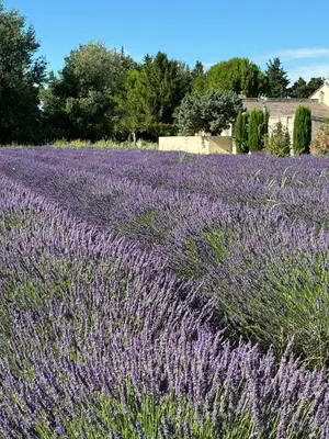 a field of lavender with a person standing in the foreground at Appartement neuf et au calme proche Avignon in Althen-des-Paluds