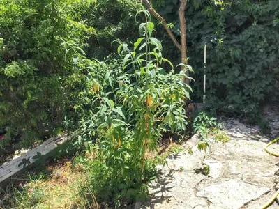 a plant in the middle of a garden at Maison de charme à Vachères avec jardin et vue montagne in Vachères