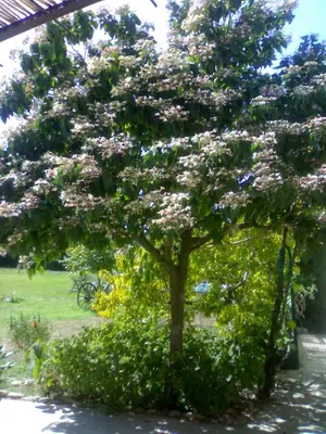 a tree with pink flowers on it in a yard at Rendez-vous au soleil de Provence - gite 4 personnes 80m2 - coin jardin - climatisation in Cheval-Blanc