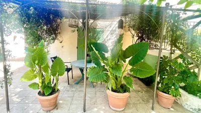 a group of plants in pots in a greenhouse at Rendez-vous au soleil de Provence - gite 4 personnes 80m2 - coin jardin - climatisation in Cheval-Blanc