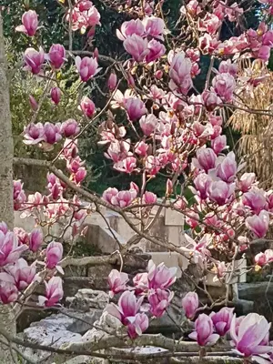 a bunch of pink flowers on a tree at Rendez-vous au soleil de Provence - gite 4 personnes 80m2 - coin jardin - climatisation in Cheval-Blanc