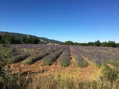 a field of lavender on the side of a mountain at Le Clos d'Estellan - Piscine chauffée in Bonnieux