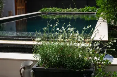 a pool of water with plants in a garden at Villa Amara in Aix-en-Provence