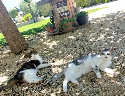 two cats laying on the ground next to a tree at Lou Mazet provençal à Eygalières - Piscine privée in Eygalières