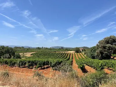 a vineyard with rows of green vines on a field at Gite Les Robiniers in Beaumont-de-Pertuis