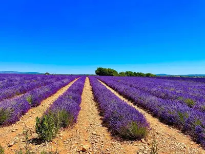 a field of purple flowers in a field at Gite Les Robiniers in Beaumont-de-Pertuis