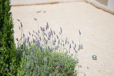 a bunch of purple flowers in a garden at Les Villas des Fontaines in Saumane-de-Vaucluse