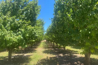 a row of trees in an apple orchard at Le Ribbou in LʼIsle-sur-la-Sorgue